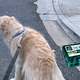 Image for article titled Songs I Listen to While Walking My Dog